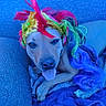 dog, rainbow_wig, colorful_hair, tongue_out, blue_couch, pet, indoor, relaxed, funny, costume, animal, canine, fur, portrait, playful, home, cute, sitting, face, expression