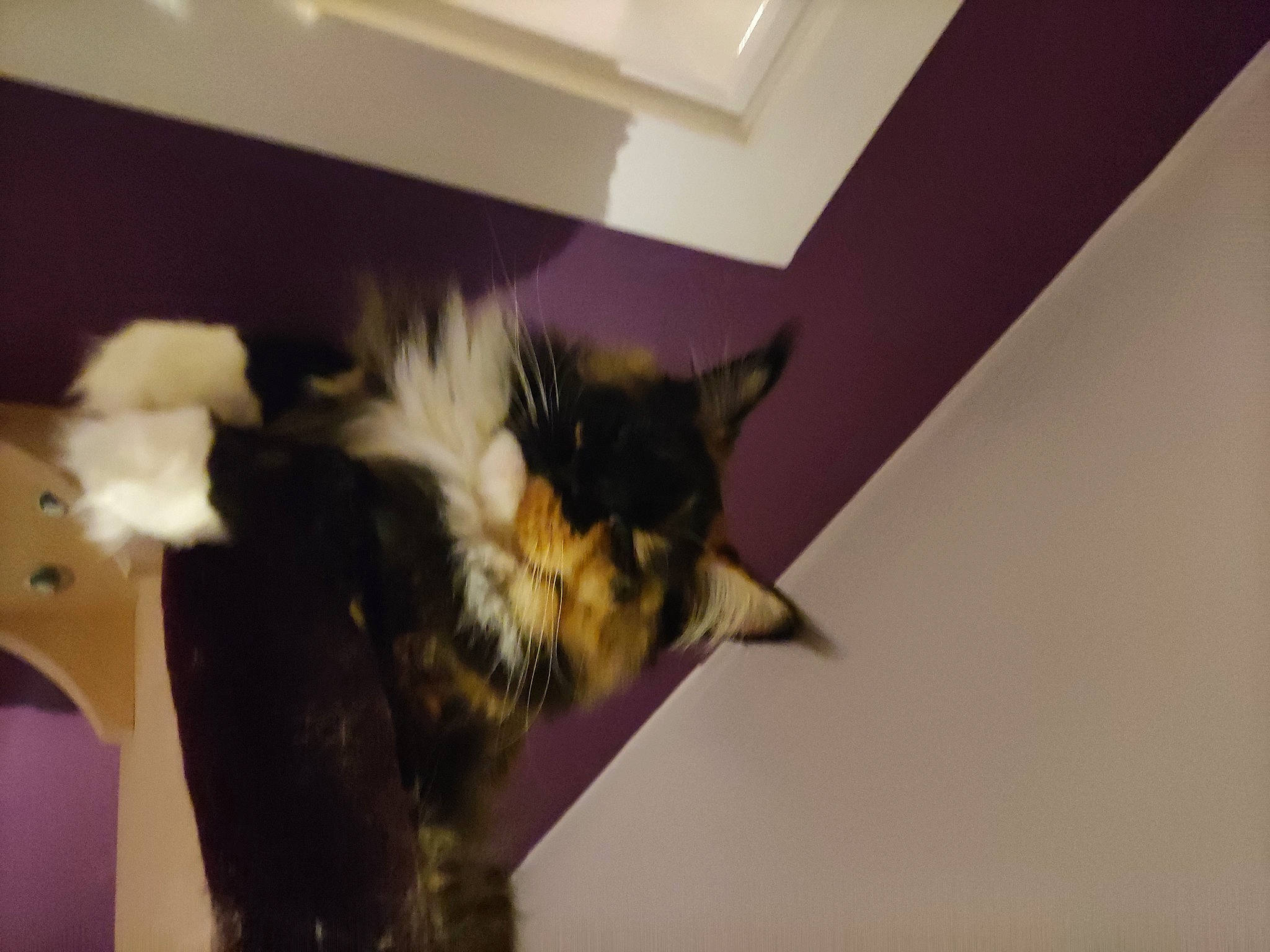 Mylena participe au concours pour gagner de l'argent avec cette photo : carnivore, cat, felidae, fur, small_to_medium_sized_cats, tail, whiskers