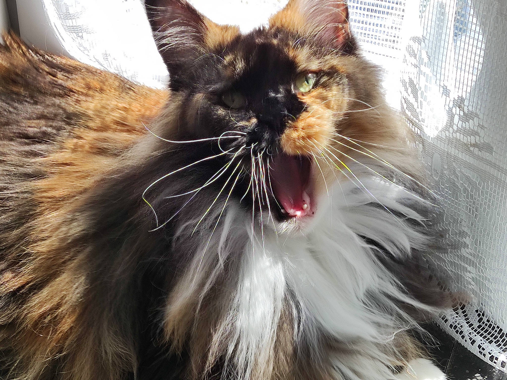 Mylena participe au concours pour gagner de l'argent avec cette photo : brown, carnivore, cat, domestic_long_haired_cat, facial_expression, fang, fawn, felidae, fur, iris, liver, mesh, natural_material, small_to_medium_sized_cats, snapshot, snout, tongue, tooth, vertebrate, whiskers