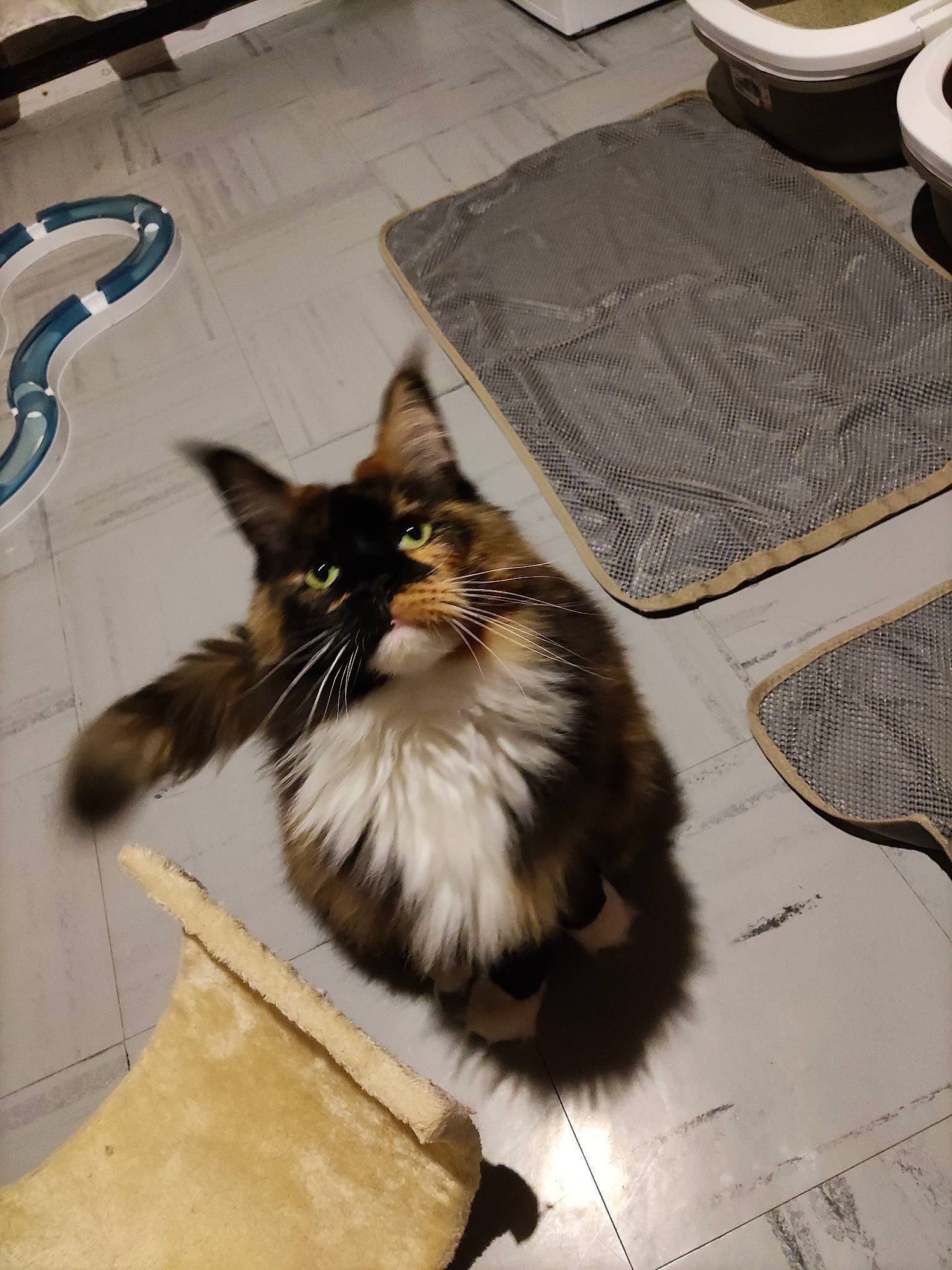 Mylena participe au concours pour gagner de l'argent avec cette photo : beige, british_longhair, british_semi_longhair, carnivore, cat, domestic_long_haired_cat, felidae, floor, flooring, fur, home_accessories, mammal, mat, persian, ragamuffin, small_to_medium_sized_cats, tile, tile_flooring, whiskers