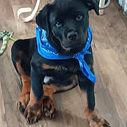 Max joined the competition — help win amazing prizes! puppy, dog, rottweiler, blue_bandana, indoor, wooden_floor, toy, giraffe_toy, pet, animal, cute, sitting, black_and_tan, floor, canine, young_dog, looking_up, domestic, companion, playful