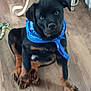 puppy, dog, rottweiler, blue_bandana, indoor, wooden_floor, toy, giraffe_toy, pet, animal, cute, sitting, black_and_tan, floor, canine, young_dog, looking_up, domestic, companion, playful
