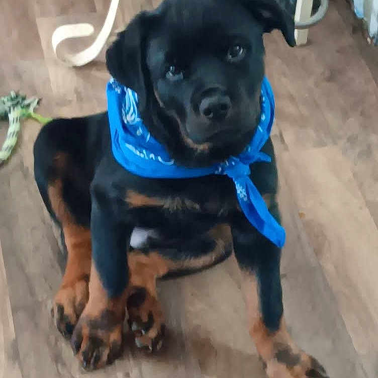 Max joined the competition — help win amazing prizes! animal, black_and_tan, blue_bandana, canine, companion, cute, dog, domestic, floor, giraffe_toy, indoor, looking_up, pet, playful, puppy, rottweiler, sitting, toy, wooden_floor, young_dog