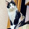 cat, calico_cat, animal, pet, green_eyes, window, brick, ledge, outdoor, curious, feline, whiskers, ears, sitting, portrait, close_up, natural_light, texture, wood, looking