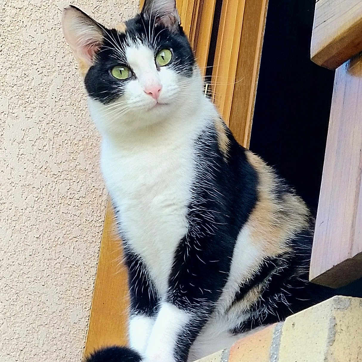 Noisette a rejoint le concours — aidez-le/la à gagner de superbes lots ! cat, calico_cat, animal, pet, green_eyes, window, brick, ledge, outdoor, curious, feline, whiskers, ears, sitting, portrait, close_up, natural_light, texture, wood, looking