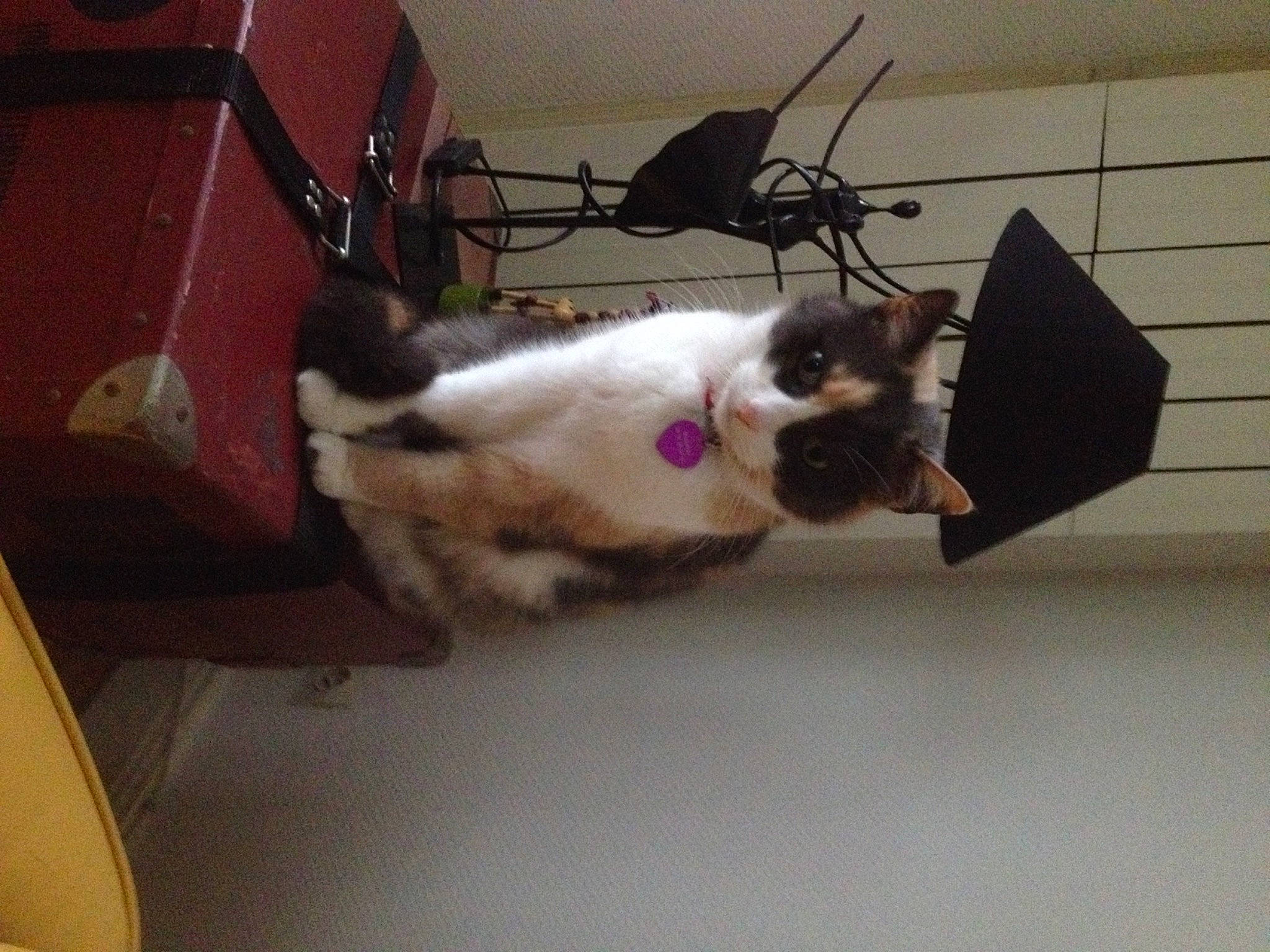 Biscotte a rejoint le concours — aidez-le/la à gagner de superbes lots ! box, canidae, carnivore, cat, claw, comfort, companion_dog, dog_breed, domestic_short_haired_cat, felidae, fur, paw, plant, room, small_to_medium_sized_cats, sporting_group, tail, whiskers, wood