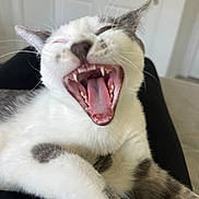 Asher joined the competition — help win amazing prizes! animal, cat, close_up, cute, domestic_cat, feline, fur, gray, indoor, mouth_open, paw, pet, relaxed, resting, sleepy, teeth, tongue, whiskers, white, yawning