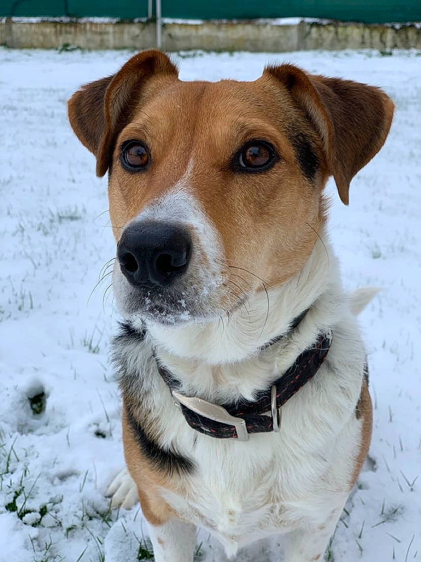 Tyrion participe au concours pour gagner de l'argent avec cette photo : canidae, carnivore, collar, companion_dog, dog, dog_breed, dog_collar, dog_supply, fawn, fur, hunting_dog, pet_supply, snout, snow, sporting_group, whiskers, winter