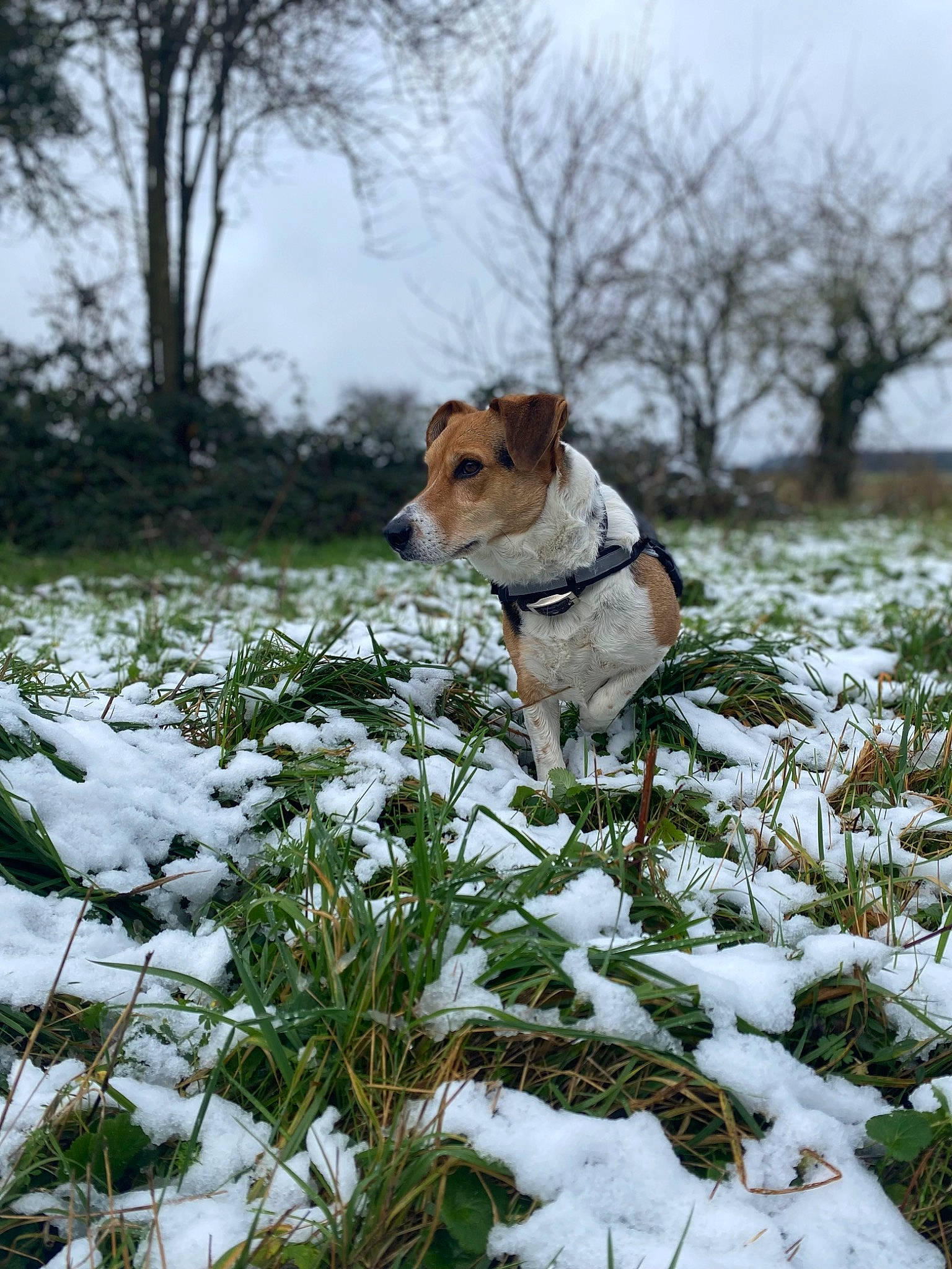 Tyrion participe au concours pour gagner de l'argent avec cette photo : canidae, carnivore, collar, companion_dog, dog, dog_breed, dog_collar, fawn, freezing, grass, landscape, pet_supply, plant, precipitation, sky, snow, tail, tree, winter, working_animal
