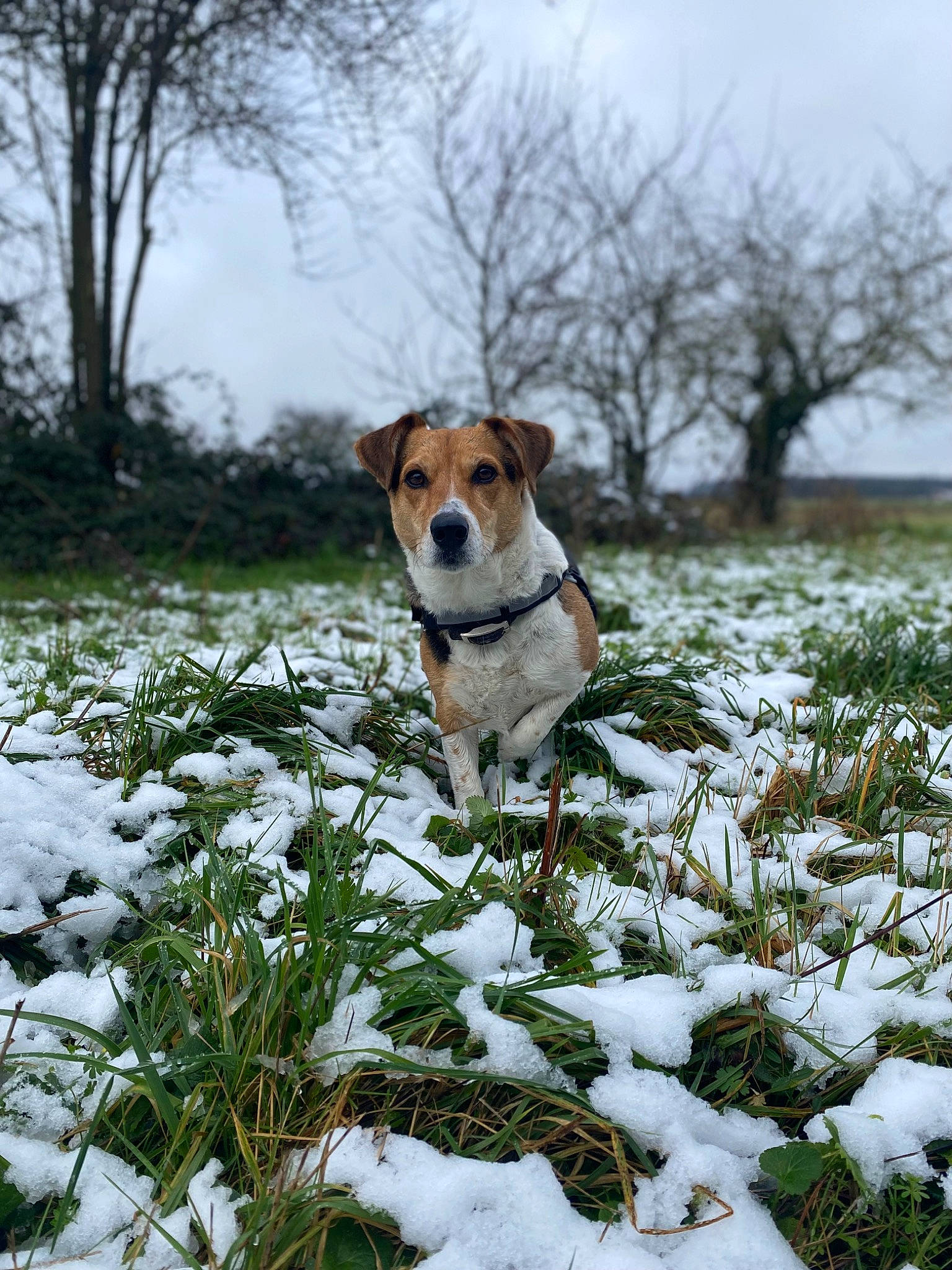 Tyrion a rejoint le concours — aidez-le/la à gagner de superbes lots ! canidae, carnivore, cloud, collar, companion_dog, dog, dog_breed, fawn, freezing, grass, landscape, natural_landscape, plant, precipitation, sky, snow, sporting_group, tail, tree, winter