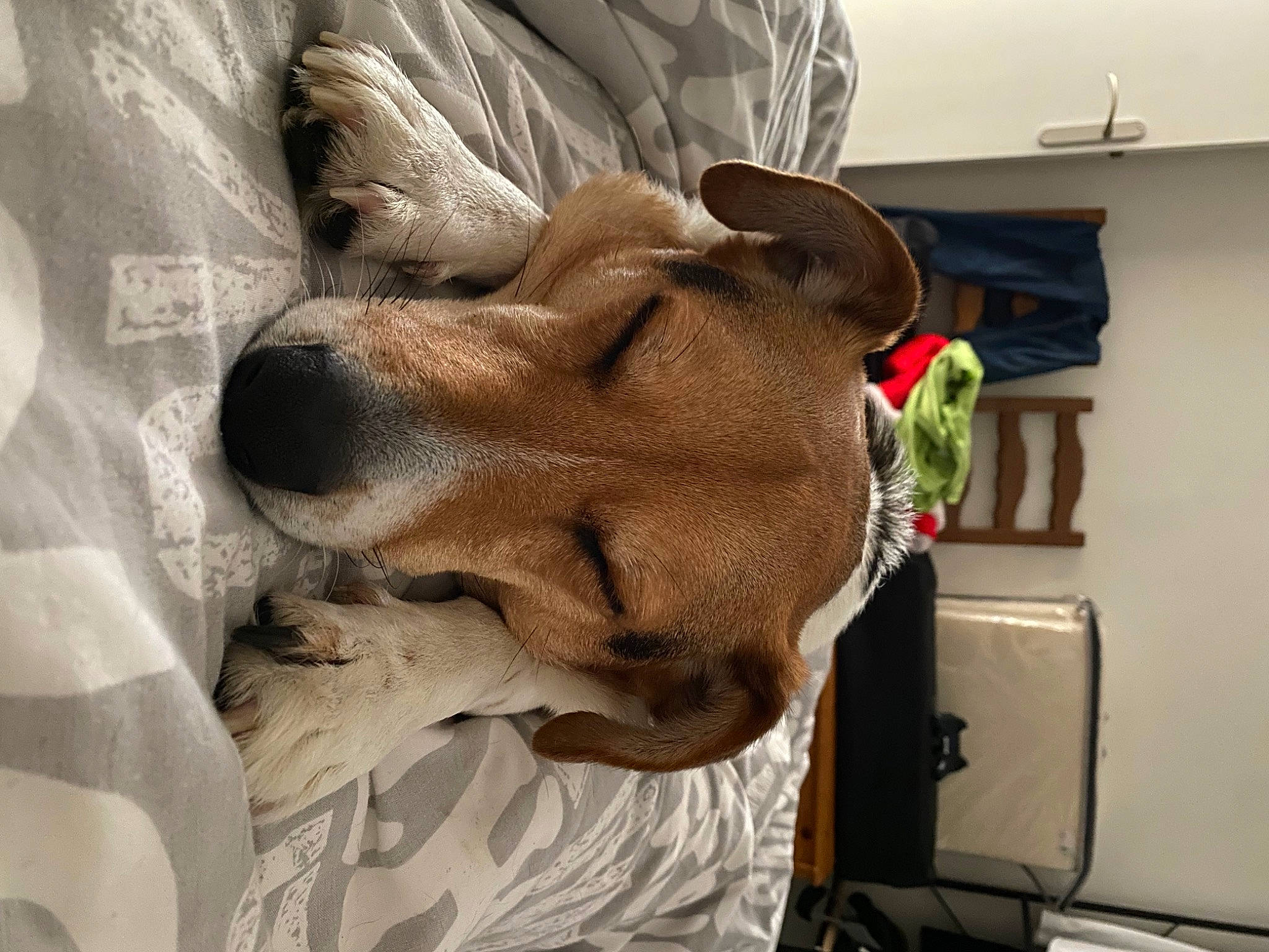 Tyrion participe au concours pour gagner de l'argent avec cette photo : canidae, carnivore, comfort, companion_dog, dog, dog_breed, dog_supply, ear, eyewear, fawn, fur, linens, liver, nap, room, snout, sporting_group, whiskers, working_animal, wrinkle