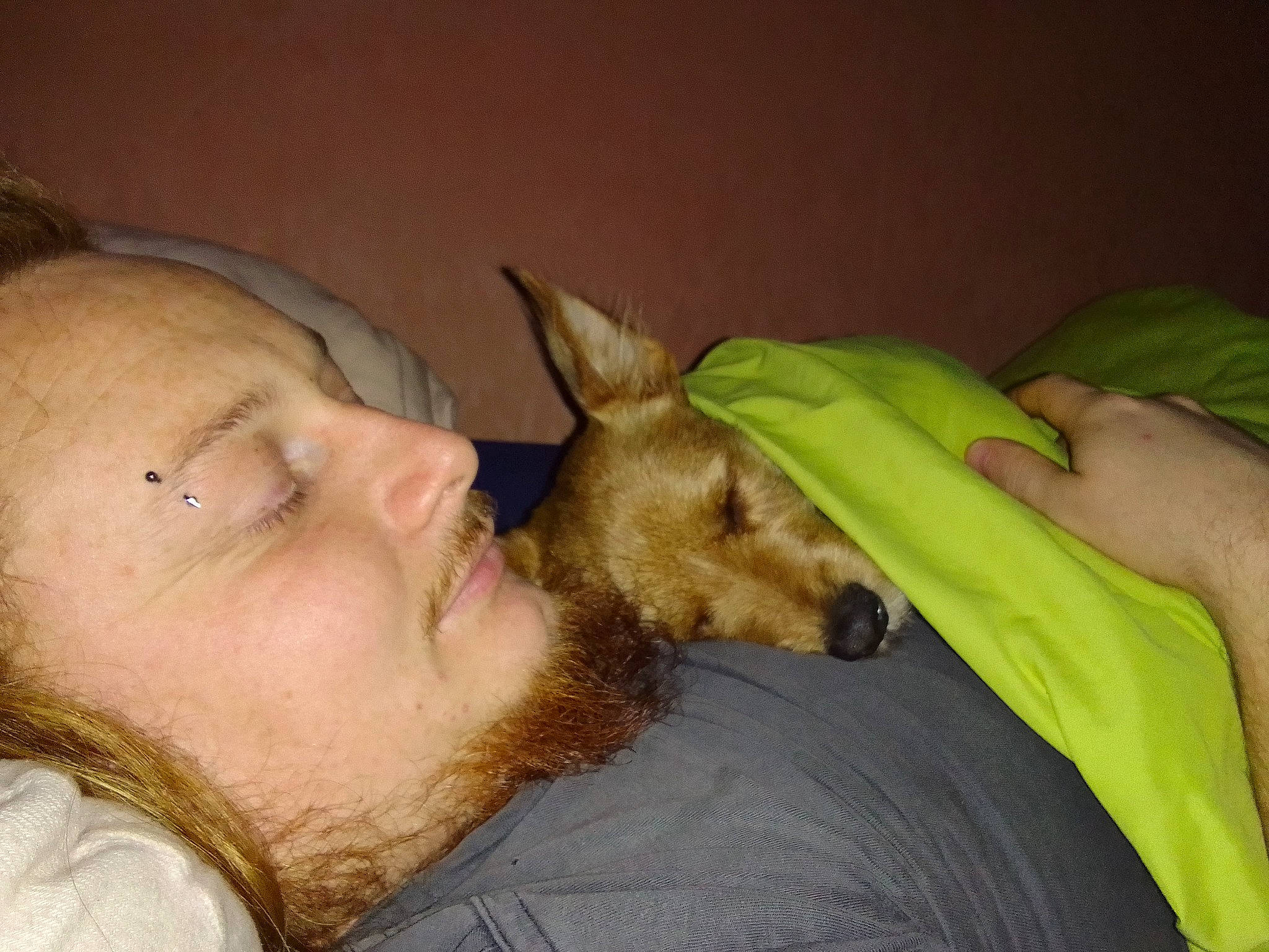 Polux a rejoint le concours — aidez-le/la à gagner de superbes lots ! canidae, carnivore, comfort, companion_dog, dog, dog_breed, ear, eyelash, fawn, fur, gesture, happy, iris, jaw, snout, sporting_group, terrestrial_animal, throat, toy_dog, whiskers