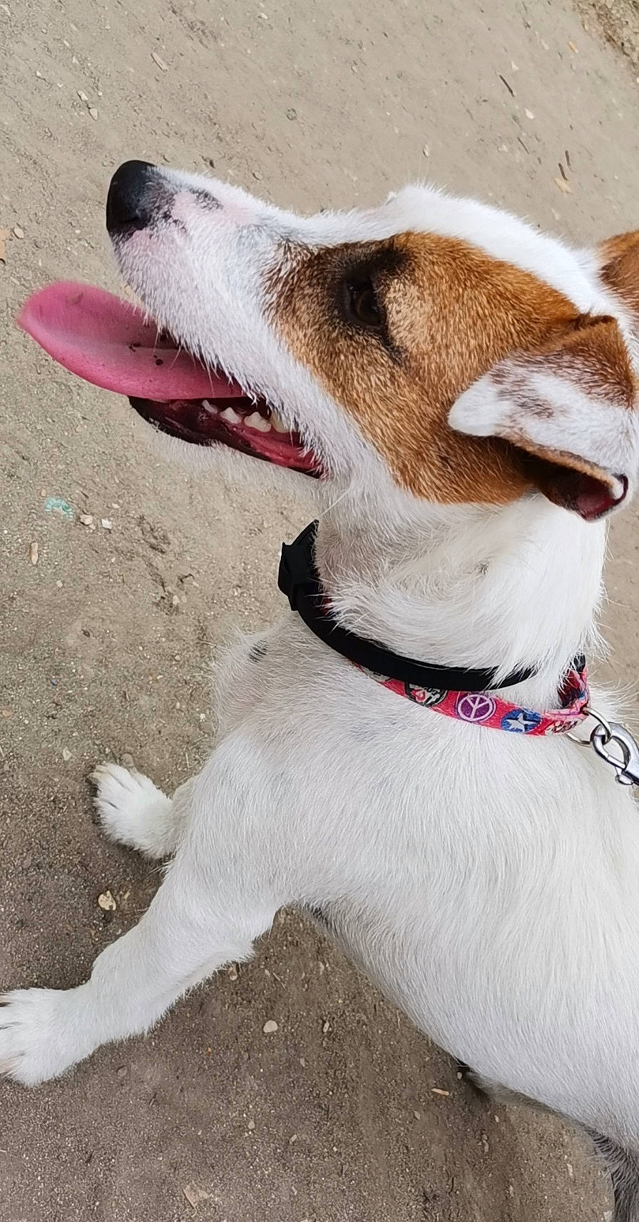 Jaguar participe au concours pour gagner de l'argent avec cette photo : canidae, carnivore, collar, companion_dog, dog, dog_breed, dog_collar, fawn, feist, fox_terrier, jack_russell_terrier, leash, mammal, miniature_fox_terrier, parson_russell_terrier, rat_terrier, russell_terrier, snout, tenterfield_terrier, terrier