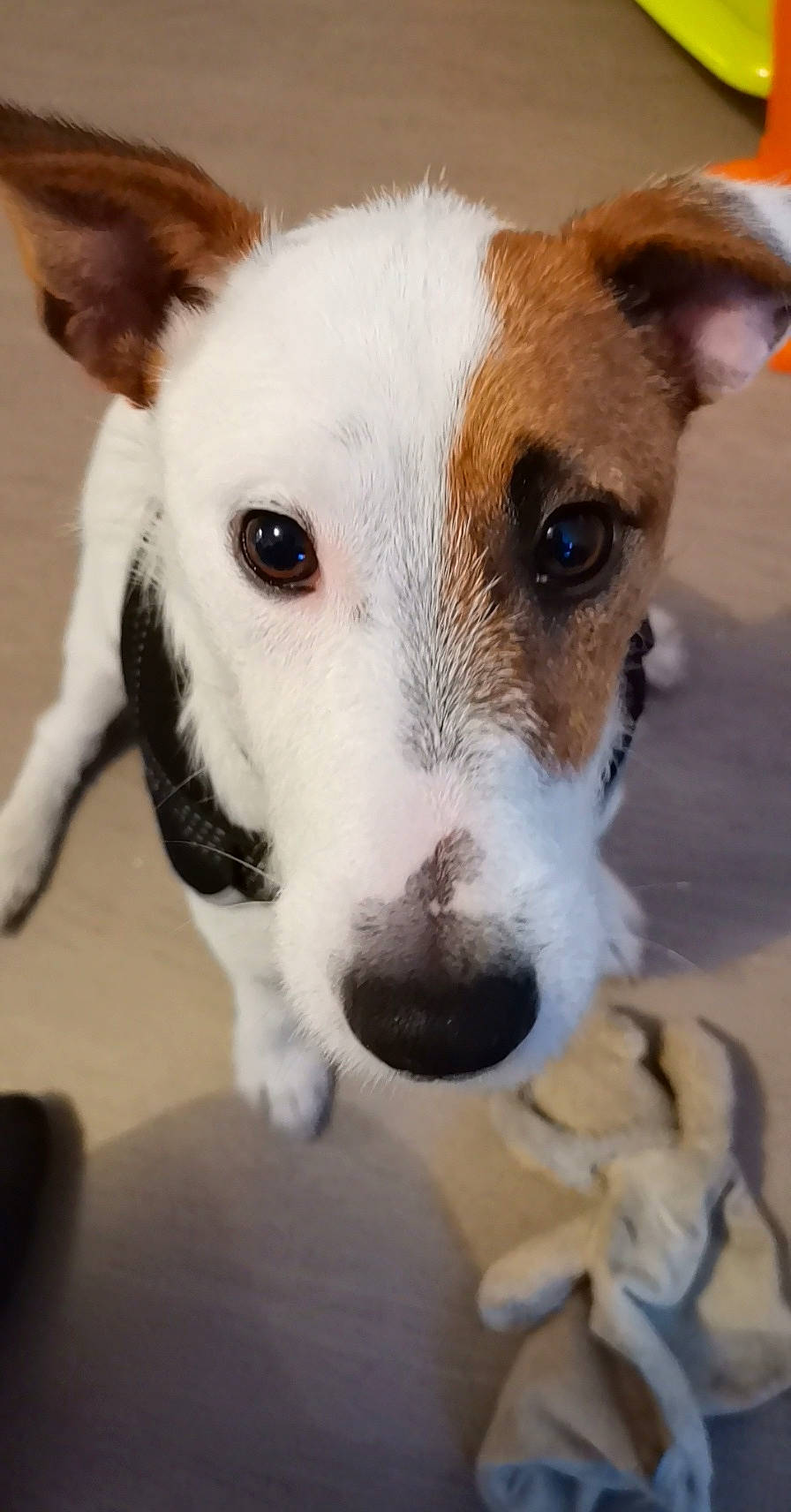 Jaguar participe au concours pour gagner de l'argent avec cette photo : ancient_dog_breeds, canidae, carnivore, companion_dog, dog, dog_breed, ear, fawn, feist, ibizan_hound, jack_russell_terrier, mammal, miniature_fox_terrier, parson_russell_terrier, rare_breed_dog, russell_terrier, snout, tenterfield_terrier, vertebrate, whiskers