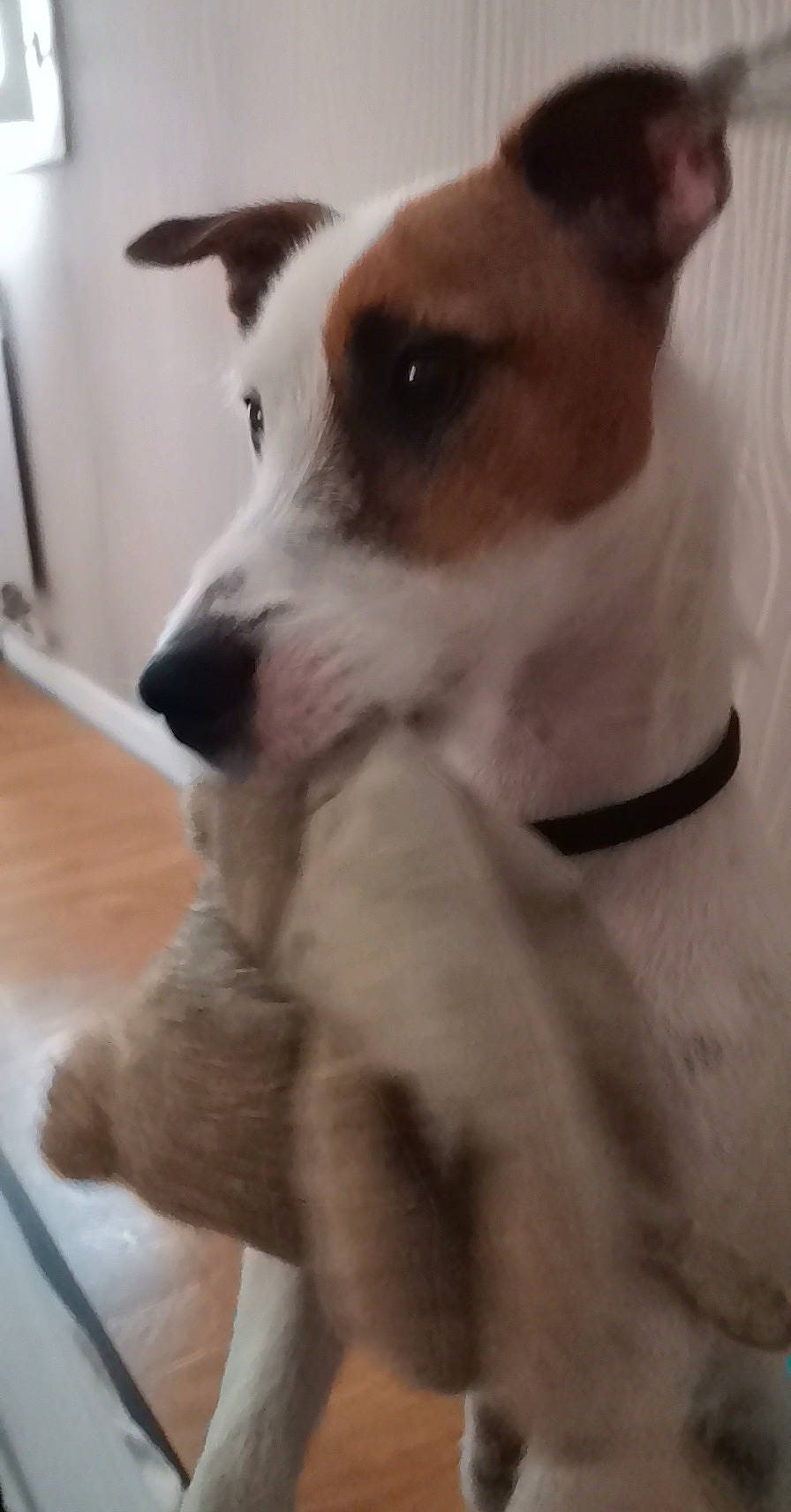 Jaguar a rejoint le concours — aidez-le/la à gagner de superbes lots ! canidae, carnivore, companion_dog, dog, dog_breed, ear, jack_russell_terrier, mammal, miniature_fox_terrier, nose, parson_russell_terrier, puppy, rare_breed_dog, rat_terrier, russell_terrier, snout, tenterfield_terrier, whiskers