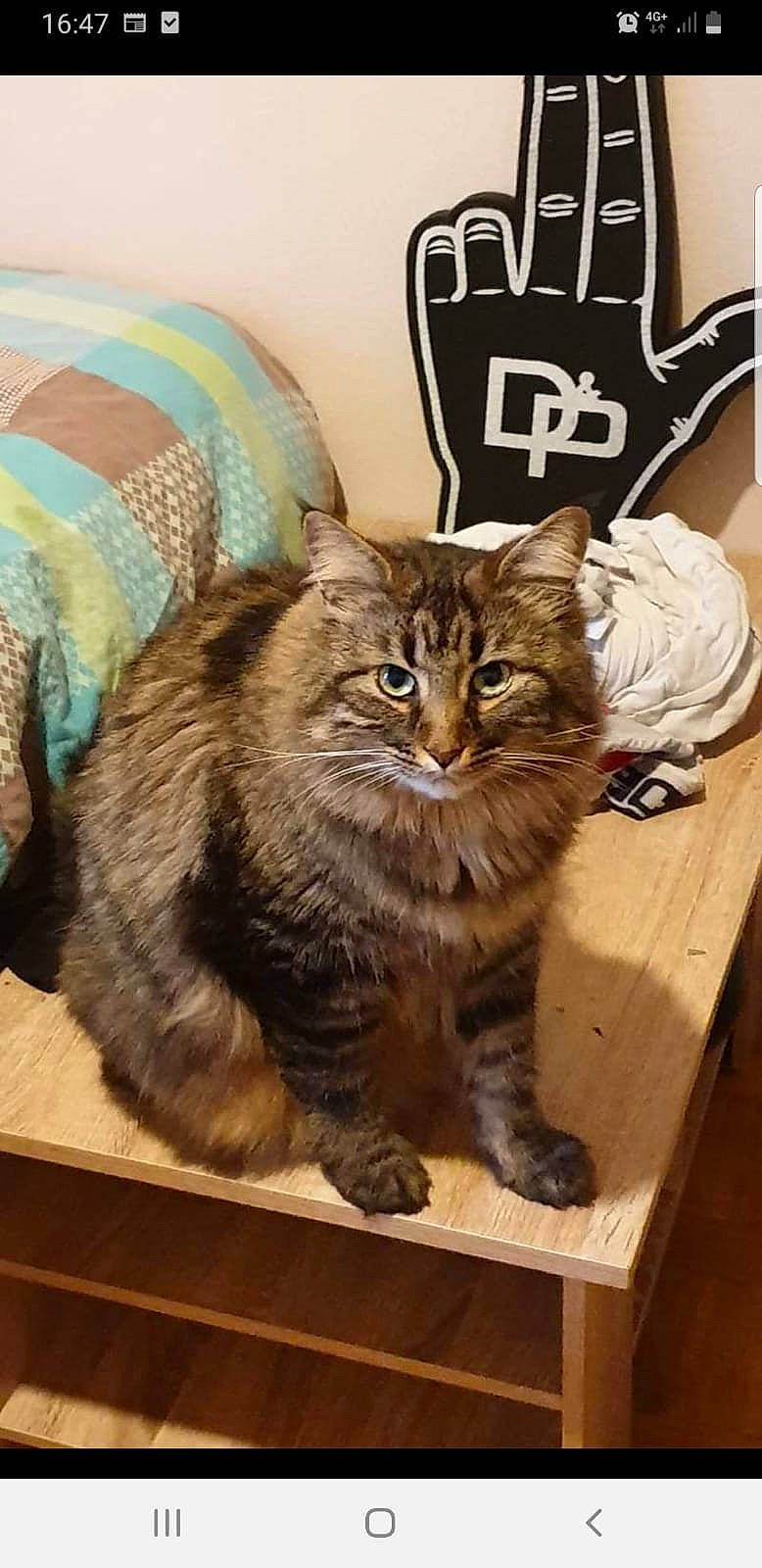 Kitty a rejoint le concours — aidez-le/la à gagner de superbes lots ! box, brown, carnivore, cat, cushion, felidae, fur, home_accessories, linens, pillow, plywood, small_to_medium_sized_cats, terrestrial_animal, throw_pillow, varnish, vertebrate, whiskers, wood_stain