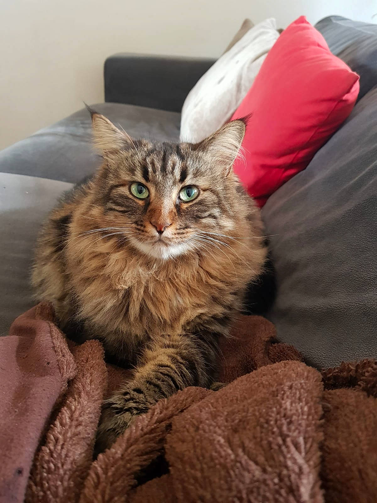 Kitty a rejoint le concours — aidez-le/la à gagner de superbes lots ! beige, brown, carnivore, cat, comfort, domestic_long_haired_cat, fawn, felidae, fur, maine_coon, natural_material, small_to_medium_sized_cats, terrestrial_animal, whiskers