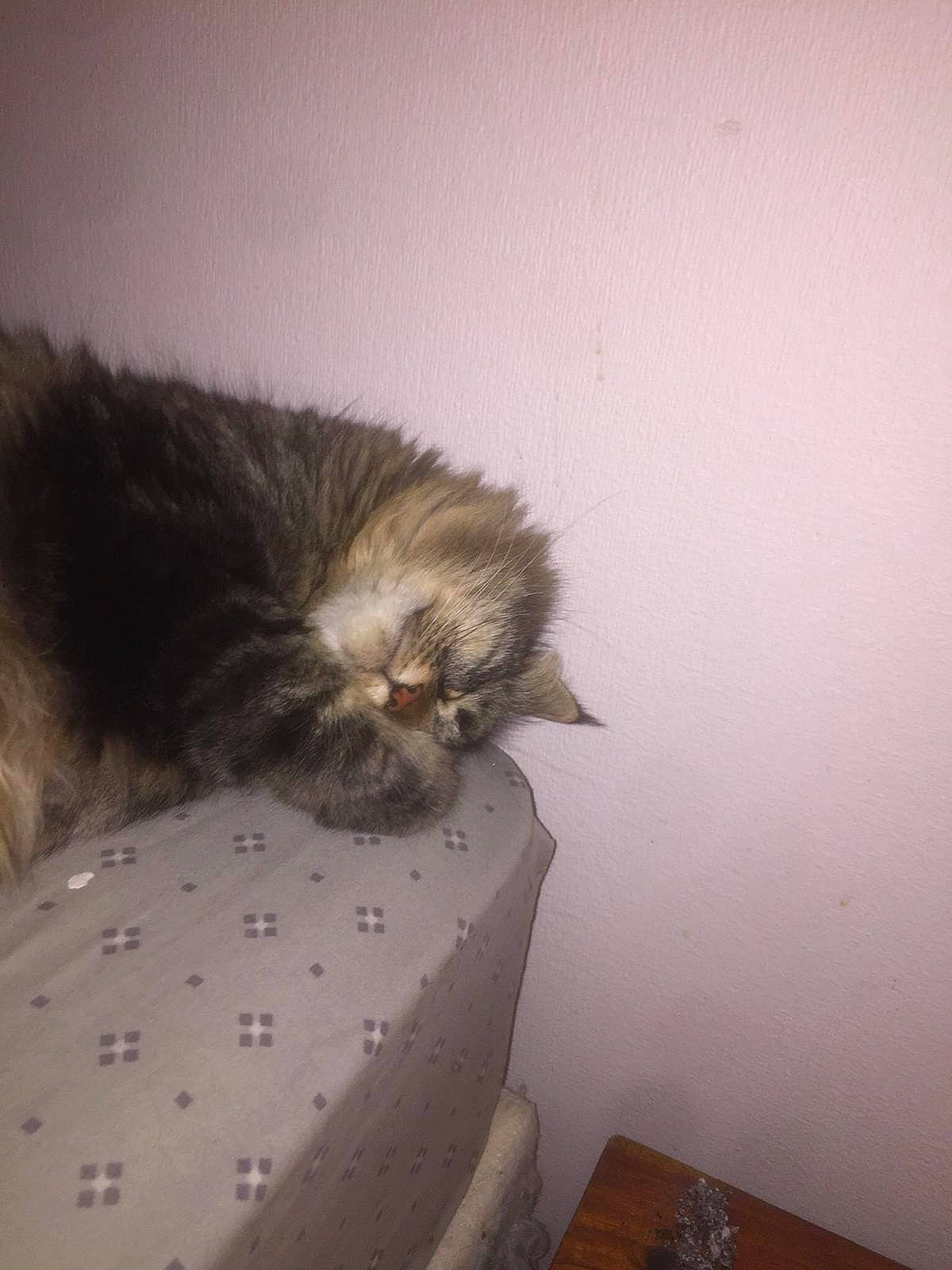 Kitty participe au concours pour gagner de l'argent avec cette photo : carnivore, cat, claw, comfort, fawn, felidae, fur, hardwood, norwegian_forest_cat, room, small_to_medium_sized_cats, snout, tail, terrestrial_animal, whiskers, wood