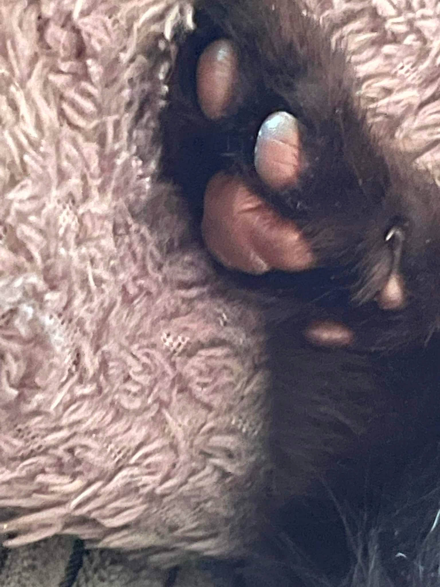 Luna Rose joined the competition — help win amazing prizes! carnivore, cat, claw, cloud, dog_breed, ear, fawn, felidae, fur, magenta, paw, small_to_medium_sized_cats, snout, sporting_group, tail, terrestrial_animal, whiskers, wildlife, wool, working_animal