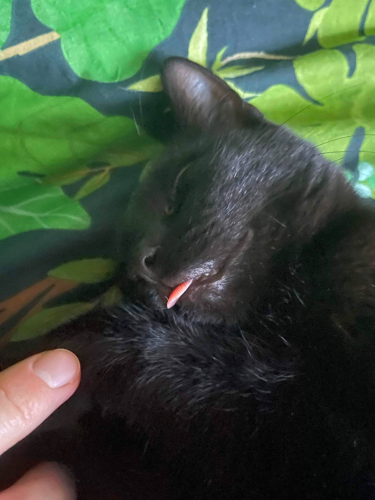 Luna Rose is registered to the contest to win money with this photo: black_cat, bombay, carnivore, cat, claw, domestic_short_haired_cat, felidae, fur, gesture, grass, nail, plant, small_to_medium_sized_cats, tail, terrestrial_animal, terrestrial_plant, thumb, whiskers