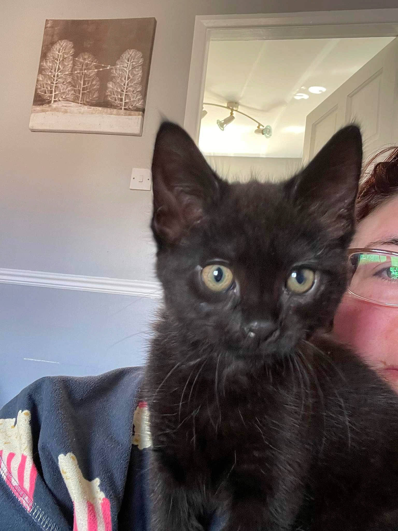 Luna Rose joined the competition — help win amazing prizes! black_cat, bombay, carnivore, cat, cat_supply, claw, comfort, domestic_short_haired_cat, ear, felidae, fur, picture_frame, small_to_medium_sized_cats, snout, tail, terrestrial_animal, whiskers