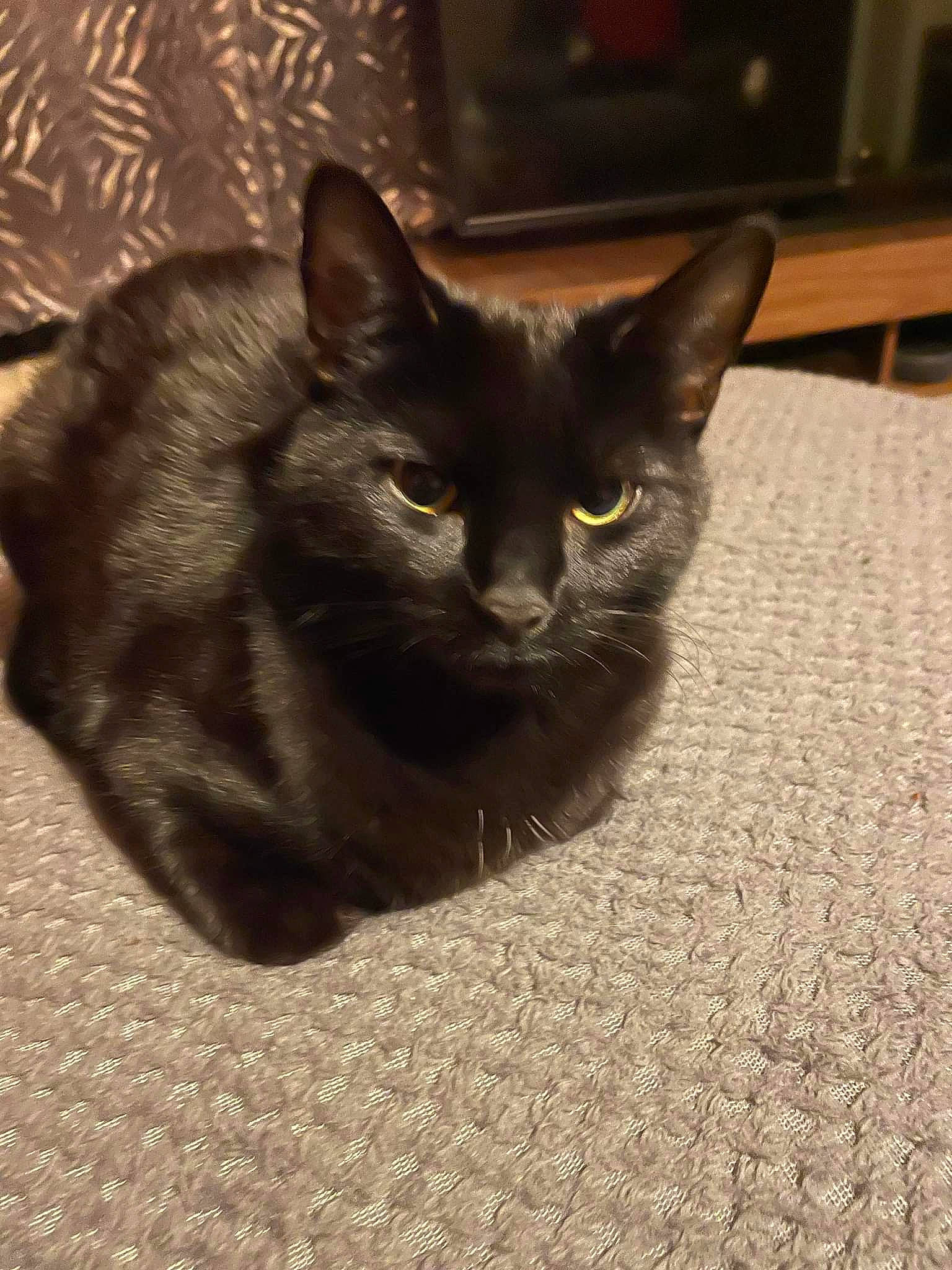 Luna Rose joined the competition — help win amazing prizes! black_cat, bombay, carnivore, cat, cat_furniture, domestic_short_haired_cat, felidae, flooring, fur, grey, small_to_medium_sized_cats, snout, tail, terrestrial_animal, whiskers