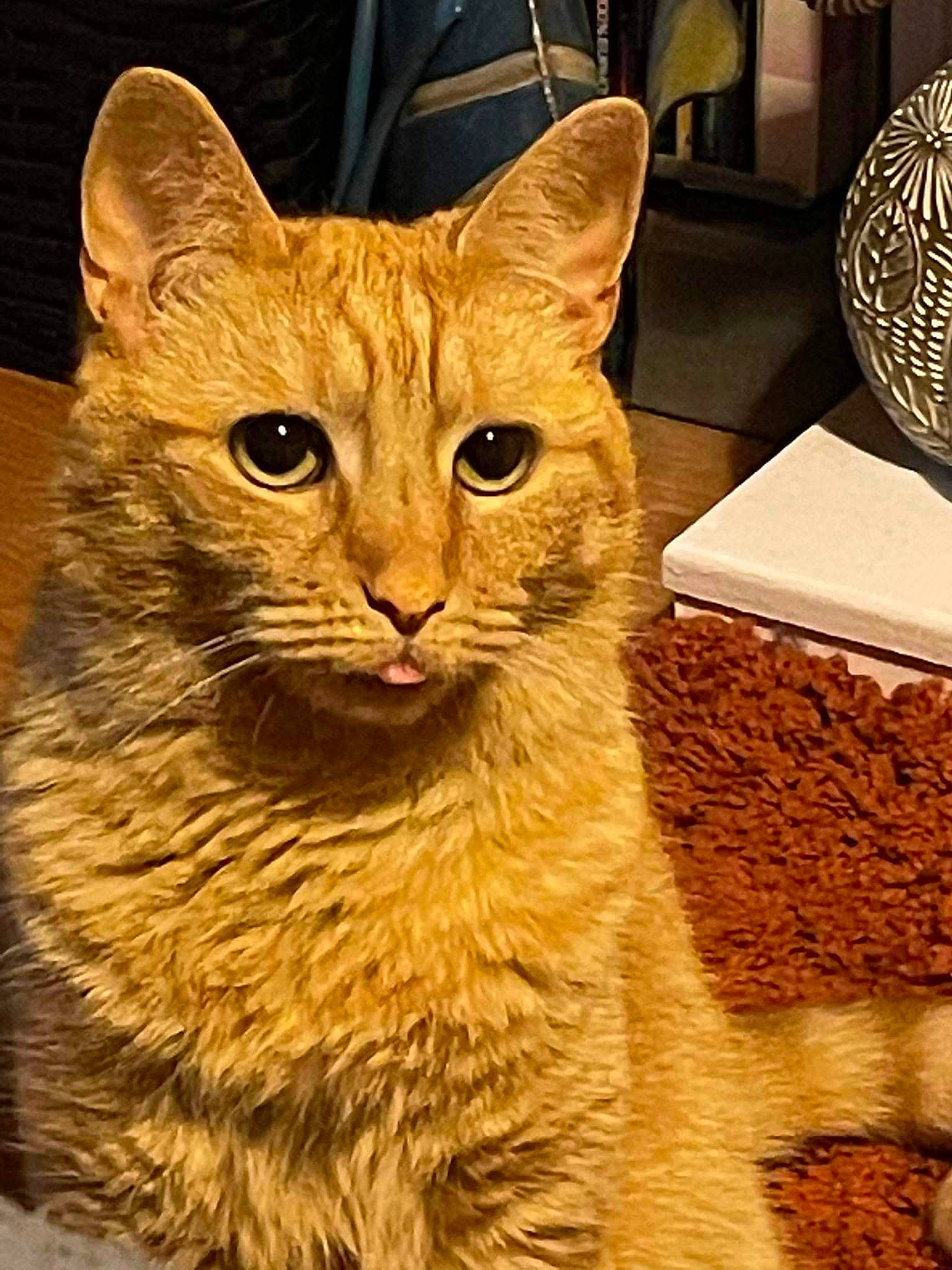 Miles joined the competition — help win amazing prizes! carnivore, cat, claw, domestic_short_haired_cat, fawn, felidae, fur, small_to_medium_sized_cats, tail, terrestrial_animal, whiskers, wildlife, window, wood