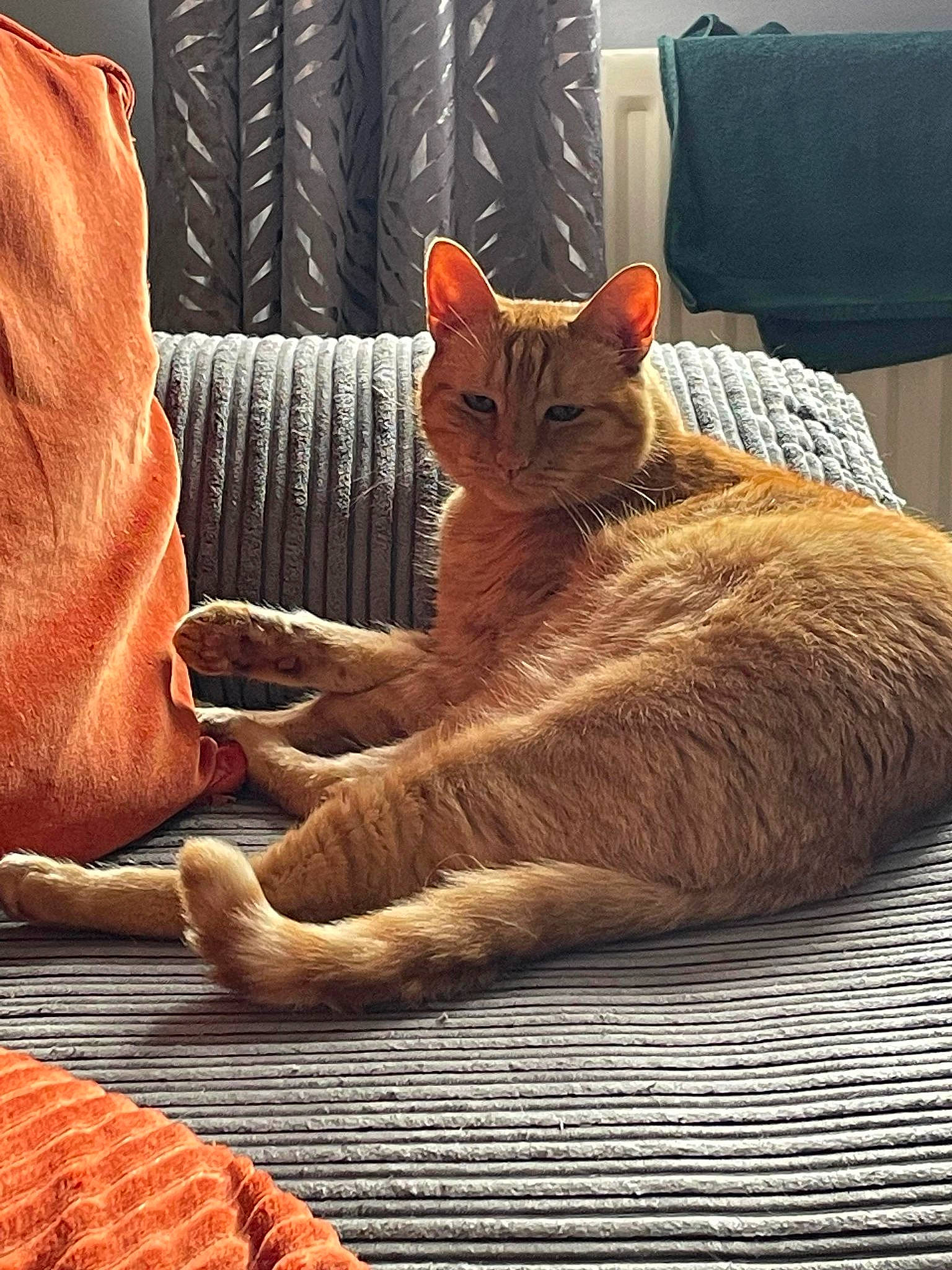 Miles is registered to the contest to win money with this photo: carnivore, cat, comfort, couch, fawn, felidae, floor, flooring, foot, fur, hardwood, human_leg, linens, orange, pillow, small_to_medium_sized_cats, tail, textile, whiskers, wood