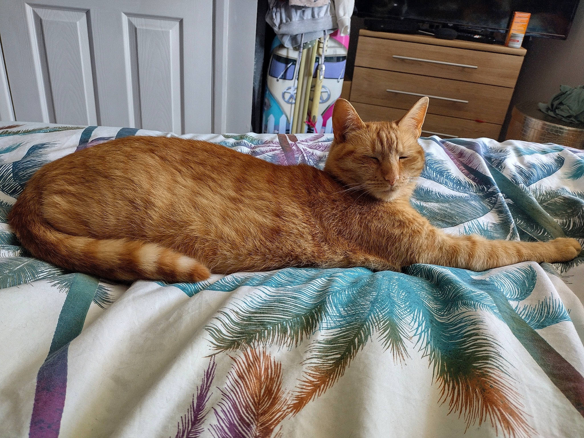 Miles joined the competition — help win amazing prizes! bed, bed_sheet, bedding, cabinetry, carnivore, cat, comfort, couch, drawer, dresser, fawn, felidae, furniture, linens, small_to_medium_sized_cats, tail, textile, whiskers, window, wood