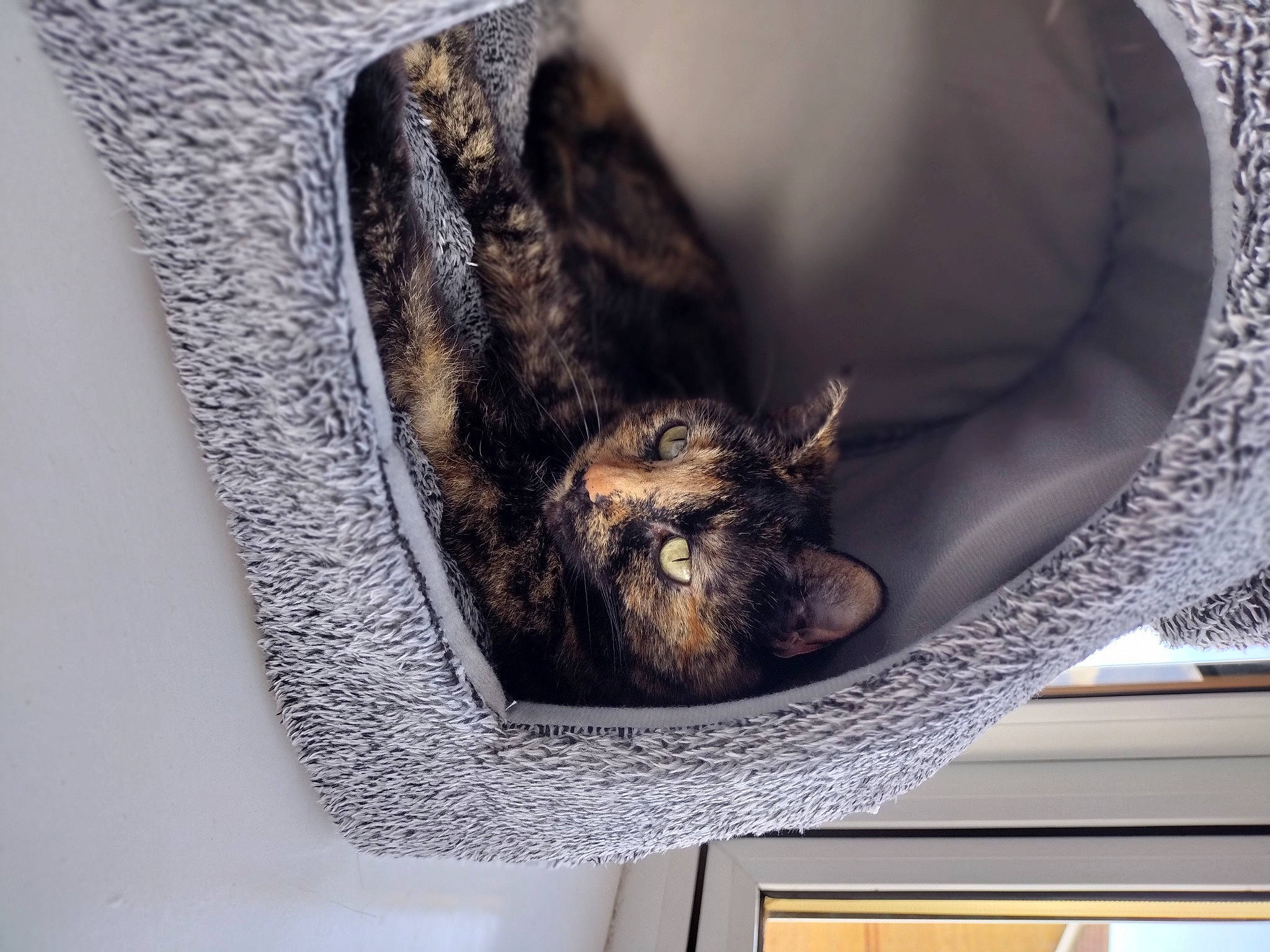 Hollie joined the competition — help win amazing prizes! bat, canidae, carnivore, ceiling, claw, comfort, domestic_short_haired_cat, felidae, fur, grey, linens, room, small_to_medium_sized_cats, snout, sporting_group, tail, whiskers, wildlife, window, wood