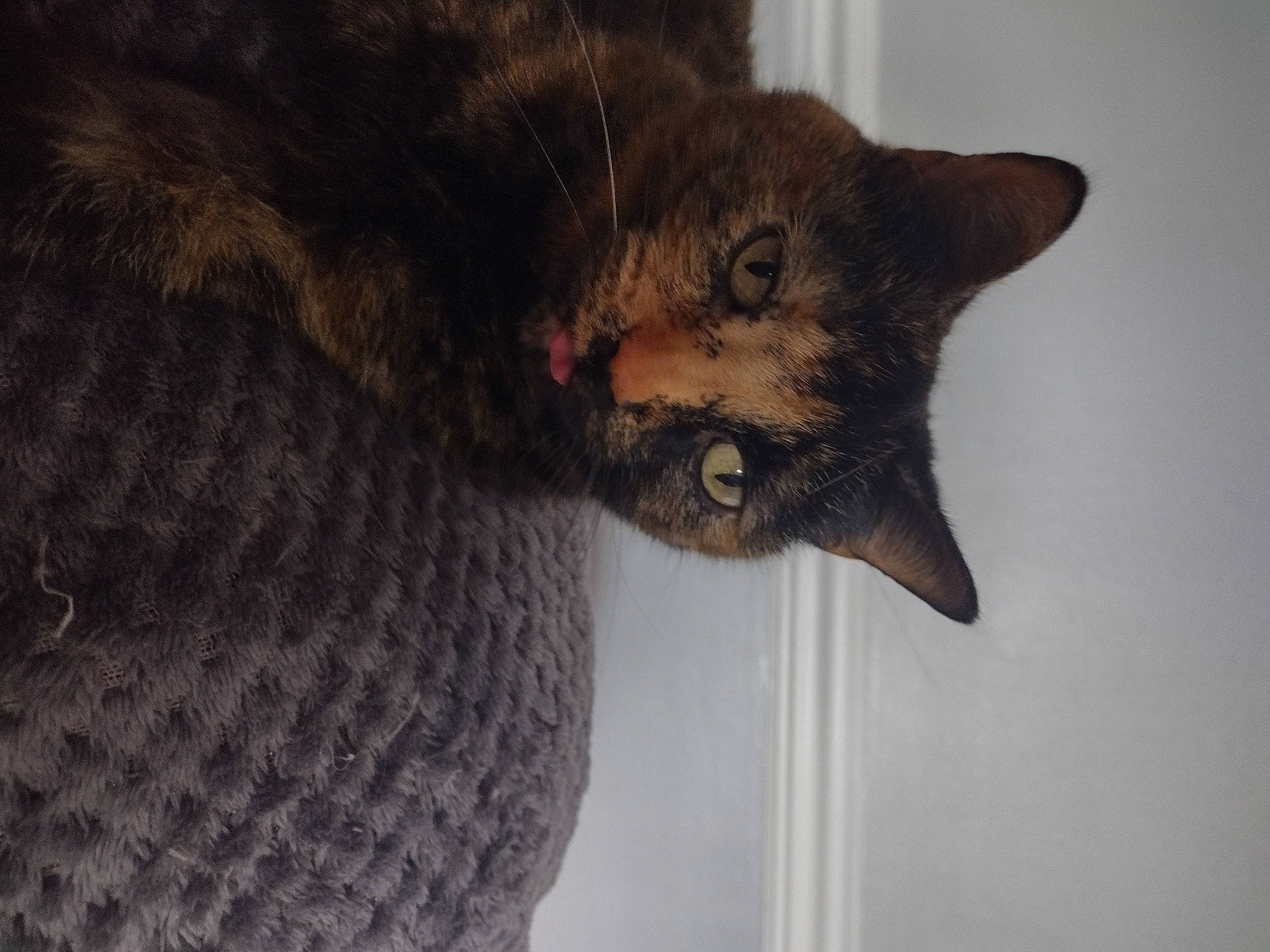 Hollie joined the competition — help win amazing prizes! carnivore, cat, claw, domestic_short_haired_cat, eye, felidae, fur, paw, small_to_medium_sized_cats, snout, tail, terrestrial_animal, whiskers