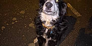 Roxane participe au concours pour gagner de l'argent avec cette photo : dog, black_and_white, collar, sitting, night, parking_lot, asphalt, car, license_plate, flash, glowing_eyes, pet, animal, outdoor, road_markings, spotlight, canine, fur, mammal, vehicle