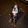 dog, black_and_white, collar, sitting, night, parking_lot, asphalt, car, license_plate, flash, glowing_eyes, pet, animal, outdoor, road_markings, spotlight, canine, fur, mammal, vehicle