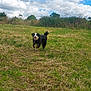 Roxane a rejoint le concours — aidez-le/la à gagner de superbes lots ! dog, running, grass, field, outdoor, sky, clouds, happy, animal, nature, canine, green, landscape, playful, daytime, pet, fur, energetic, smiling, grassland