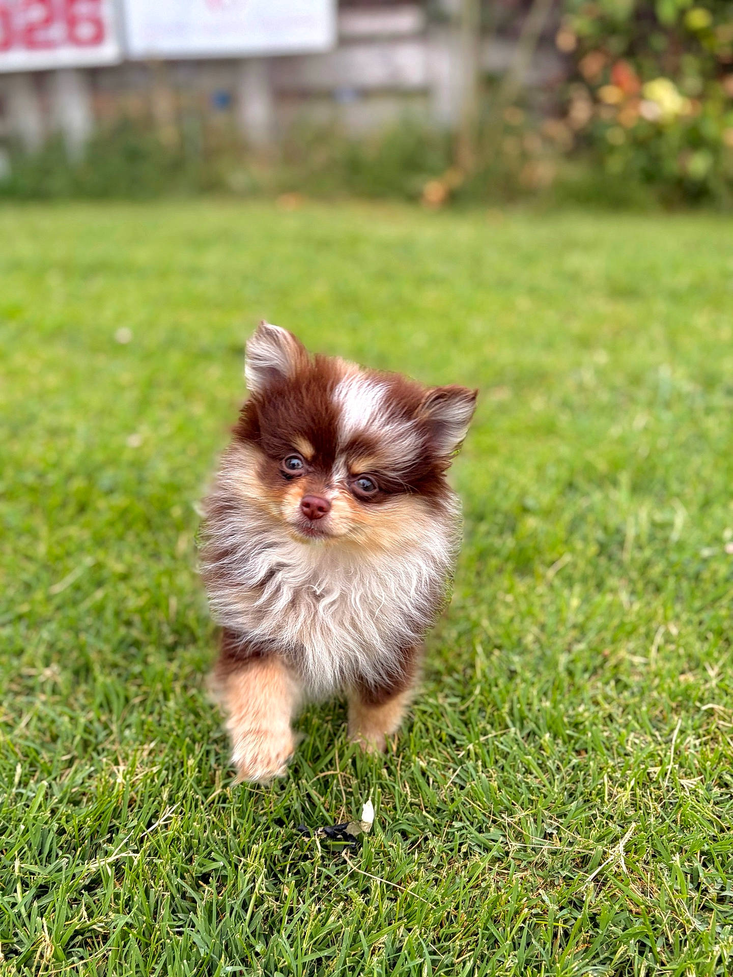 Hershey