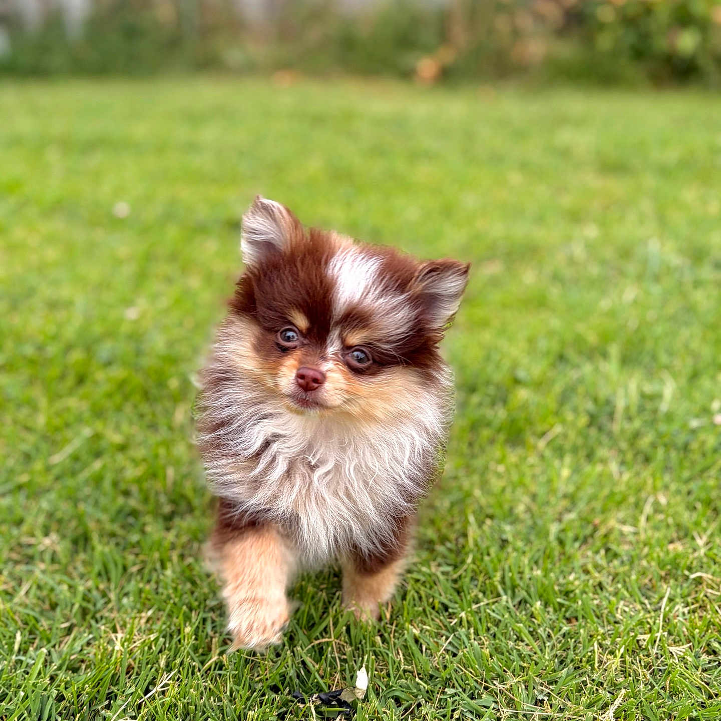 Hershey