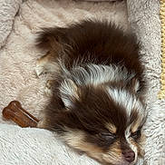 Hershey joined the competition — help win amazing prizes! adorable, animal, bed, brown, chew_bone, comfort, cozy, cute, dog, fur, indoor, pet, plush, puppy, relax, resting, sleeping, small, soft, white