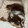 adorable, animal, bed, brown, chew_bone, comfort, cozy, cute, dog, fur, indoor, pet, plush, puppy, relax, resting, sleeping, small, soft, white