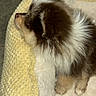 Hershey joined the competition — help win amazing prizes! animal, bed, cozy, cute, dog, floor, fluffy, fur, indoor, pet, puppy, relaxation, resting, side_view, sleeping, small, soft, texture, white, yellow