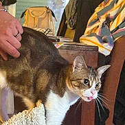 Chipie participe au concours pour gagner de l'argent avec cette photo : cat, indoor, person, hand, striped_clothing, table, bag, furniture, petting, curious, wide_eyes, tongue_out, brown_and_white_cat, soft_surface, domestic, household_items, coat, wooden_table, relaxed, close_up