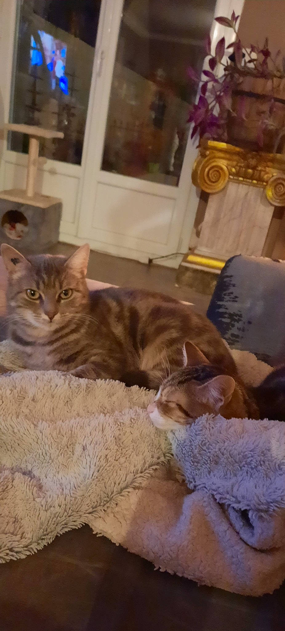 Caline participe au concours pour gagner de l'argent avec cette photo : carnivore, cat, chair, comfort, couch, domestic_short_haired_cat, fawn, felidae, flooring, fur, hardwood, living_room, paw, picture_frame, room, small_to_medium_sized_cats, tail, tree, whiskers, wood