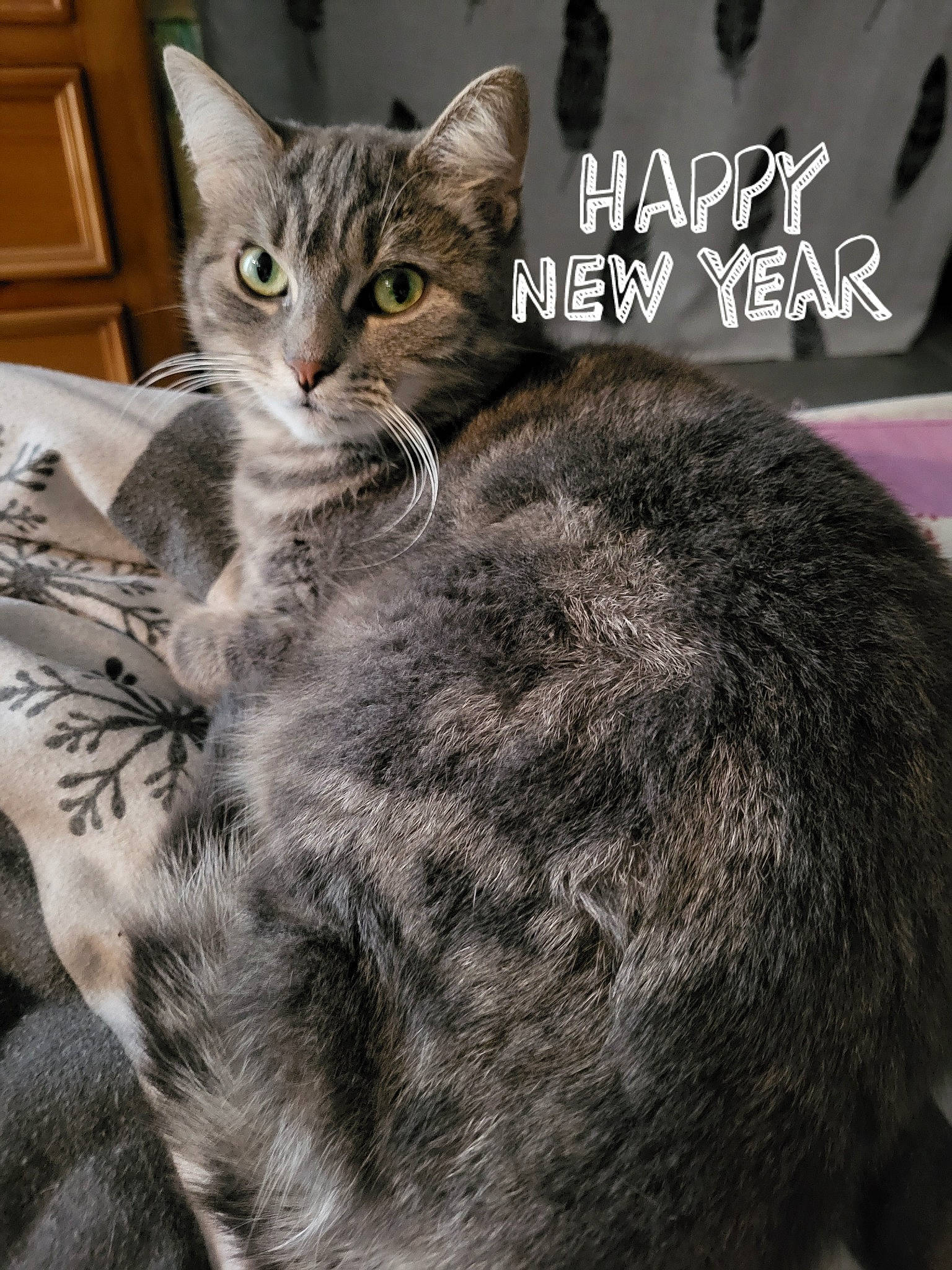 Caline participe au concours pour gagner de l'argent avec cette photo : carnivore, cat, claw, comfort, domestic_short_haired_cat, felidae, font, fur, grey, nap, organism, paw, photo_caption, small_to_medium_sized_cats, snout, tail, terrestrial_animal, whiskers, wildlife, window