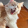 cat, fluffy, yawning, cream_color, white, indoor, wooden_surface, pet, whiskers, close_up, relaxed, sleepy, animal, feline, cute, portrait, laying_down, fur, domestic_animal, home
