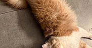 Caramel a rejoint le concours — aidez-le/la à gagner de superbes lots ! cat, fluffy, orange, cream, pet, animal, floor, tile, laying_down, cute, whiskers, tail, ears, indoor, feline, relaxed, looking_up, domestic_animal, fur, mammal
