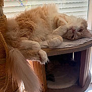 Caramel participe au concours pour gagner de l'argent avec cette photo : animal, cat, cozy, curious, cute, daylight, fluffy, furniture, home, indoor, orange_cat, paws, pet, relaxed, shelf, sleeping, tail, whiskers, white_cat, window
