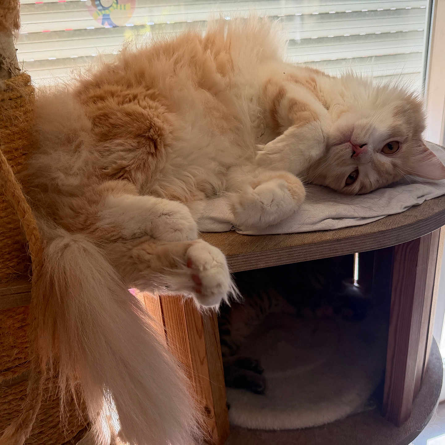 Caramel