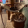 Caramel a rejoint le concours — aidez-le/la à gagner de superbes lots ! cat, cat_tree, cats, comfortable, cozy, cushion, decorations, floor, furniture, hammock, home, indoor, orange_cat, pet, relaxing, rope, sleeping, tabby_cat, window, wood