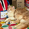 Caramel participe au concours pour gagner de l'argent avec cette photo : cat, fluffy, tablecloth, colorful, backpack, cardboard_box, handwritten_text, indoor, pet, orange_eyes, relaxed, paws, fur, domestic_cat, curious, household_items, pattern, red, blue, white
