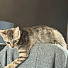 Crapule participe au concours pour gagner de l'argent avec cette photo : animal, cat, chair, computer, cozy, curious, feline, gray, home, indoor, kitten, lamp, monitor, pet, playful, plush_toy, reindeer, soft_light, tabby, young