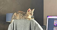 Crapule participe au concours pour gagner de l'argent avec cette photo : cat, computer_screen, cozy, curious, feline, focused, gray, gray_chair, home, indoor, kitten, lamp, lounging, office, pet, resting, side_view, tabby, technology, young_cat
